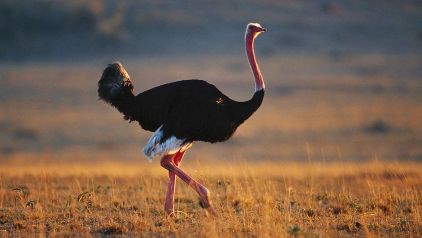 Ostrich