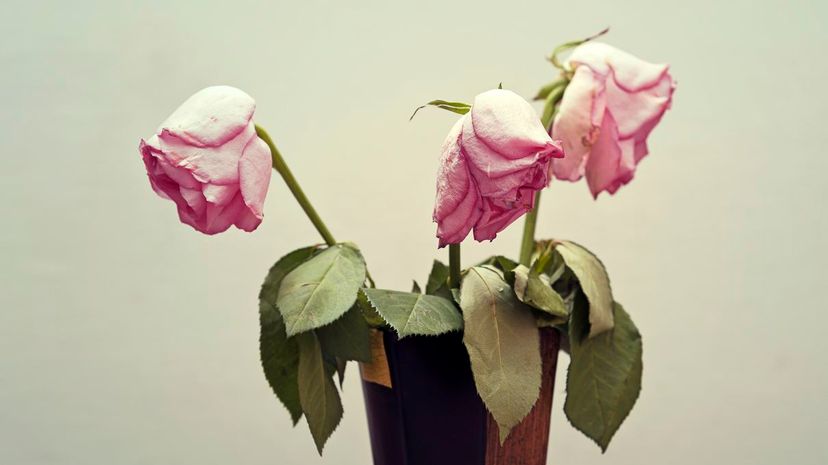 three wilting roses