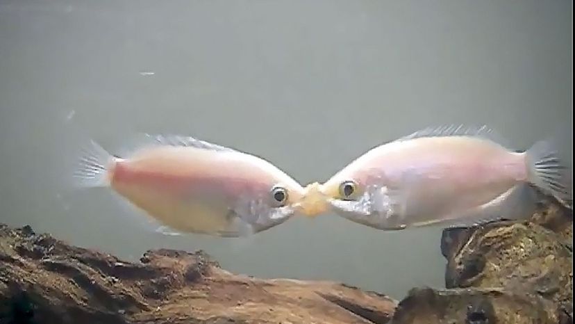 Kissing Gourami