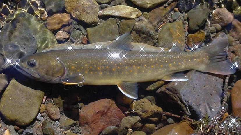 Bull trout