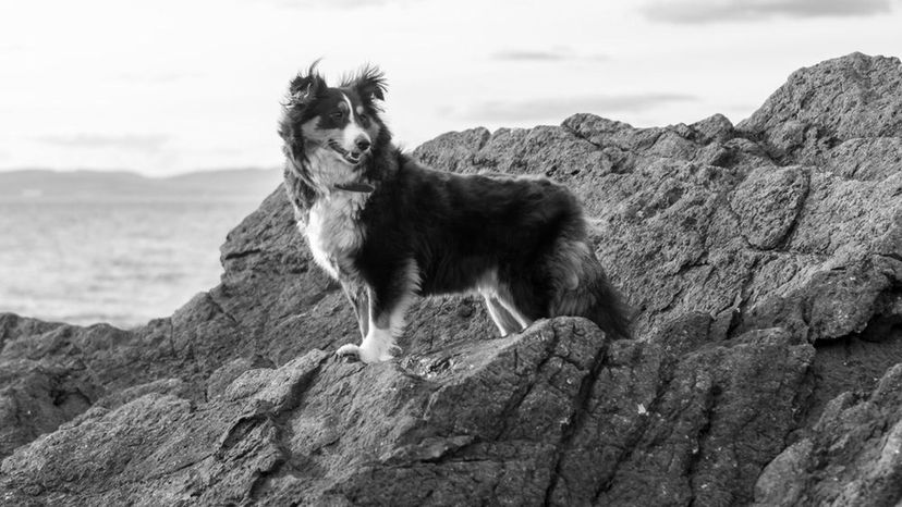 Shetland Sheepdog