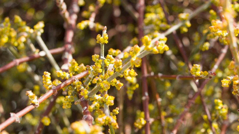 Mistletoe (phoradendron)