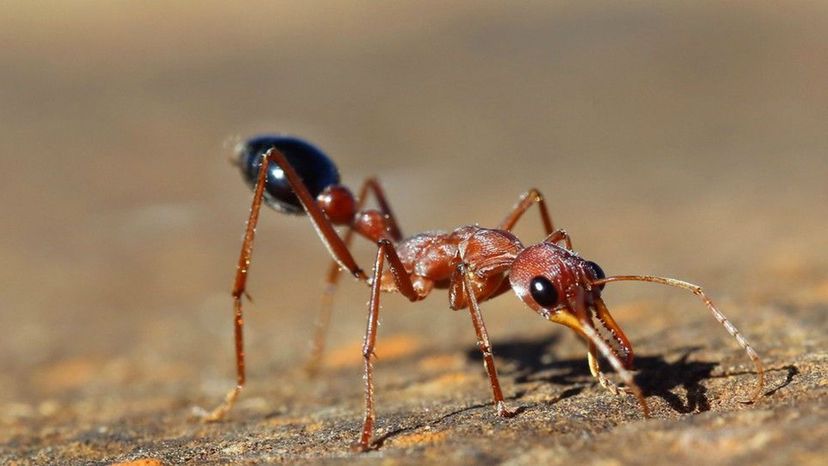 Bull Ant