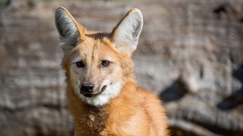 Maned wolf