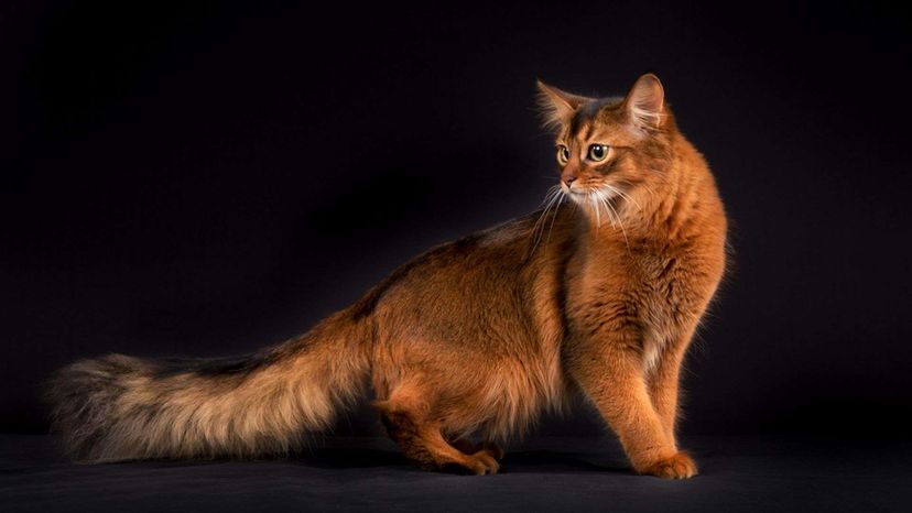 Somali cat