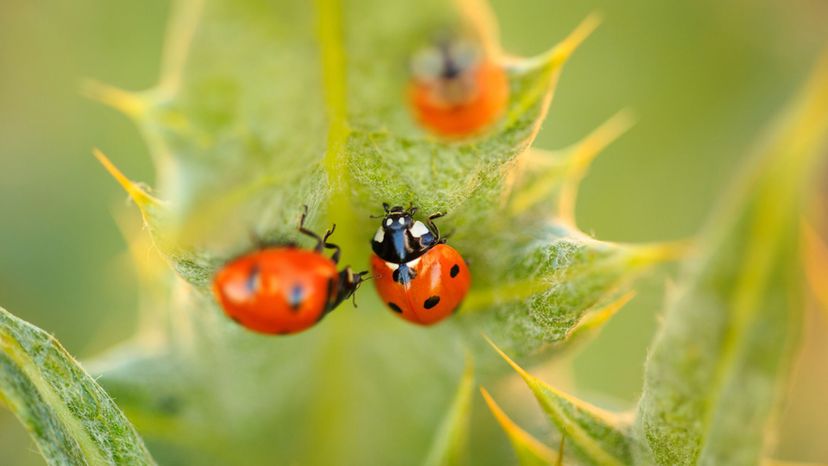 Convergent Lady Beetle