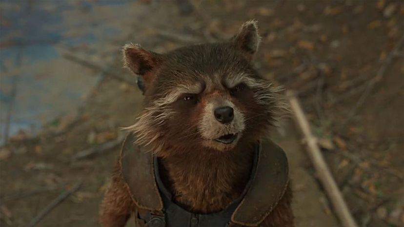 Rocket Raccoon