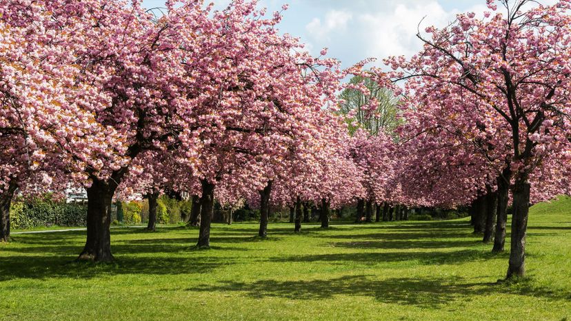 Can You Identify All of These Flowering Trees From an Image?