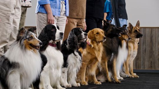 There Are Over 340 Dog Breeds — We'll Be Impressed If You Can Name 40!