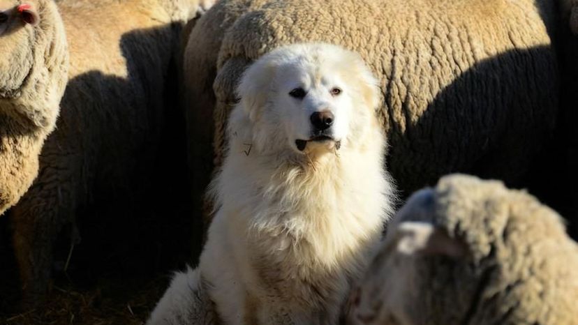 son komondor los perros mas inteligentes