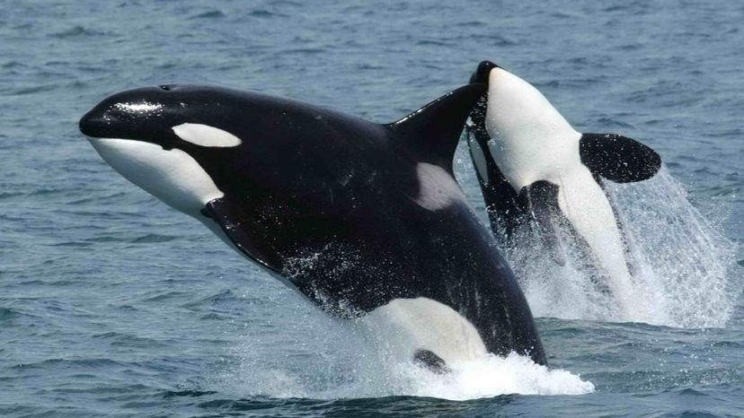 Killer Whale