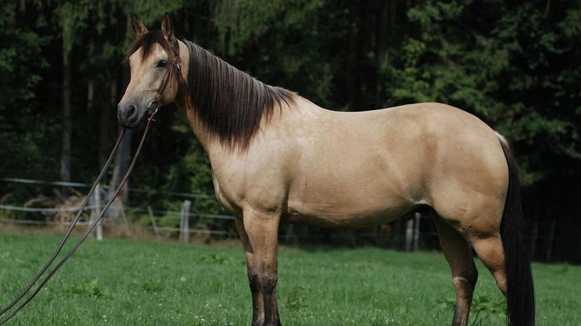 We Challenge You to ID All of These Breeds If You Think You're a Horse Expert!