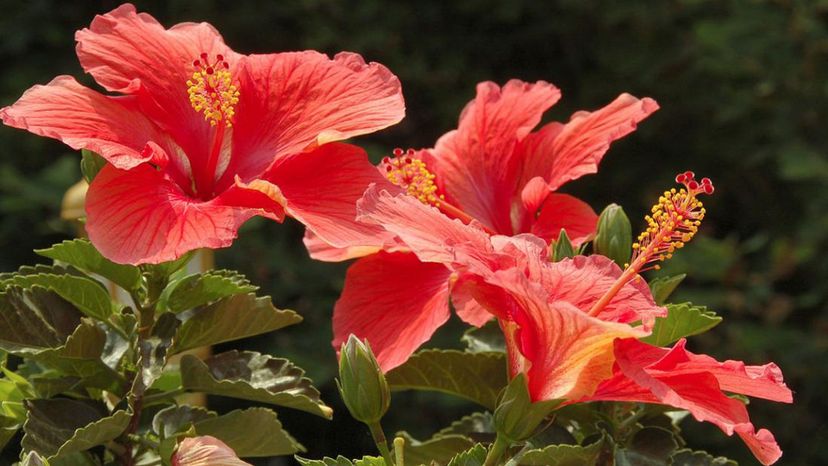 hibiscus