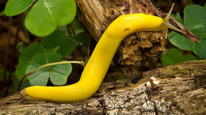banana slug