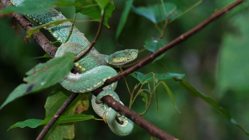 29 two-striped forest pitviper