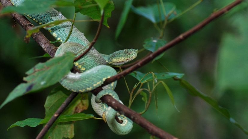 29 two-striped forest pitviper