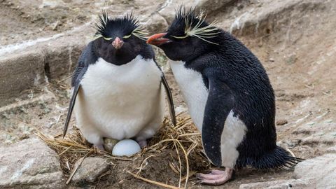 Can You Identify These Animals That Lay Eggs? | Zoo
