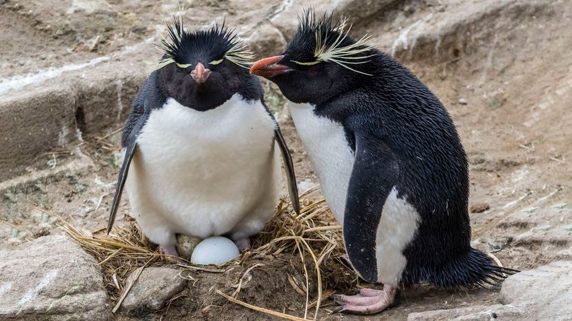 can-you-identify-these-animals-that-lay-eggs-zoo