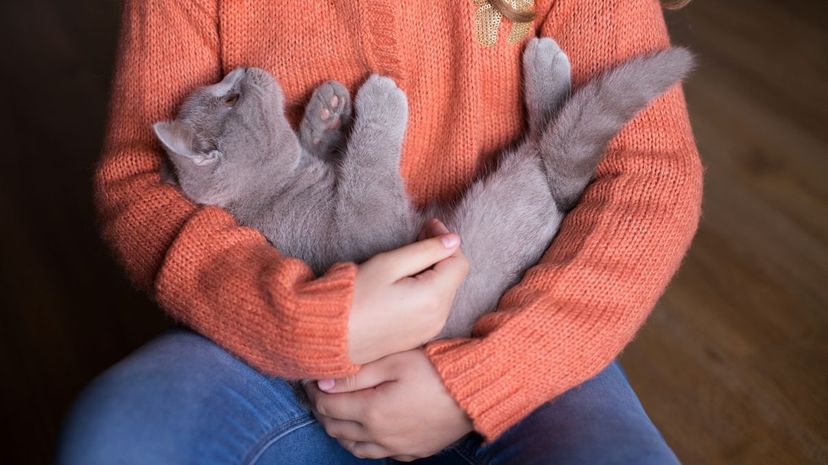 Holding cat