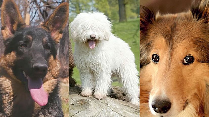 Can You Name All Of These Herding Dogs From an Image?