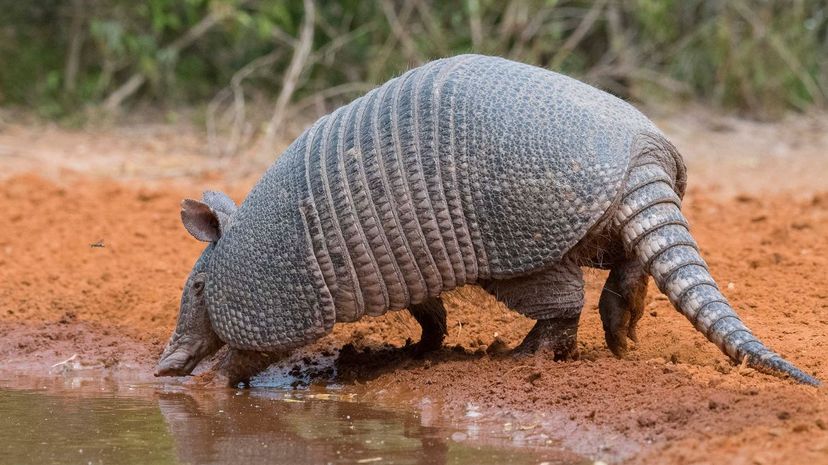 Armadillo