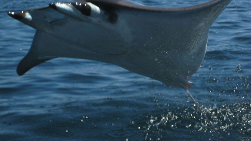 Mobula Ray