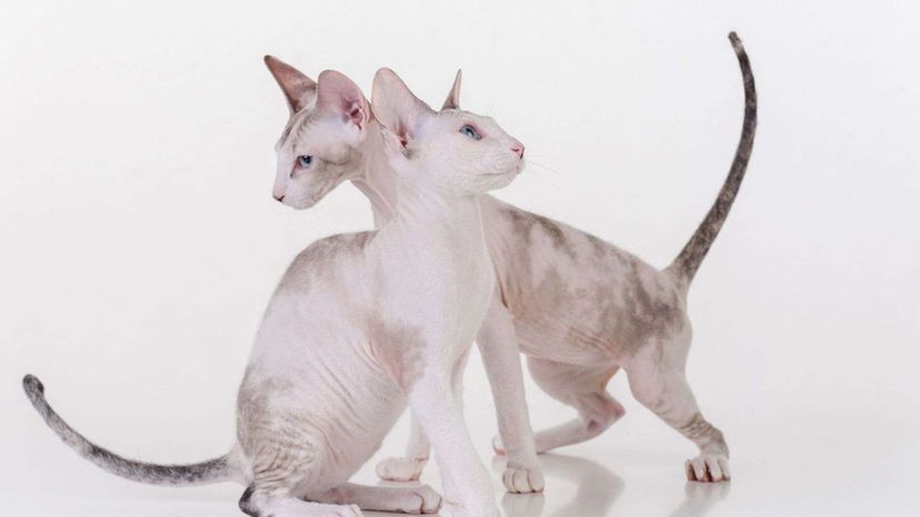 Peterbald