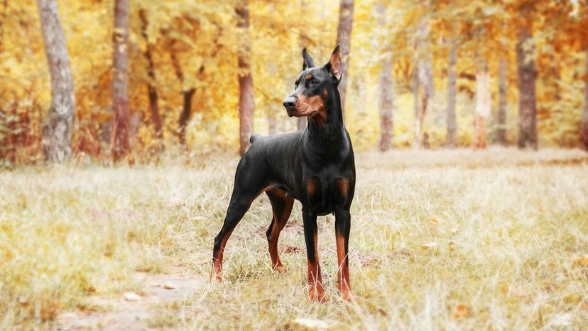 Doberman Pinscher