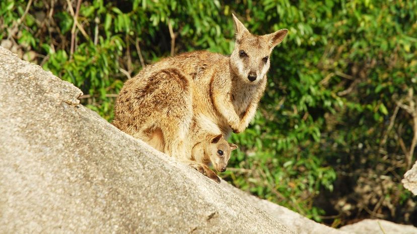 Wallaby