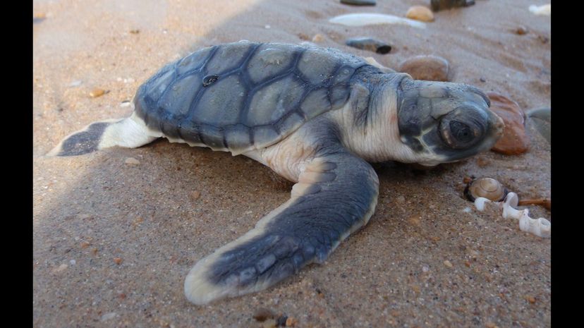 Flatback turtle