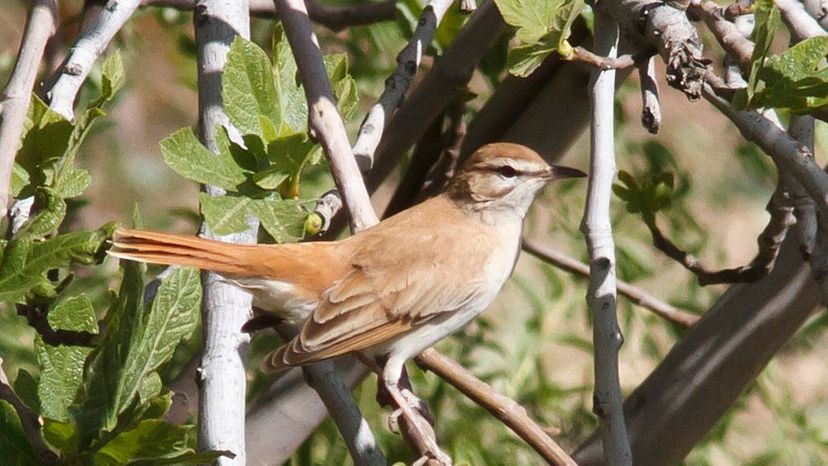 Rufous-tailed_scrub