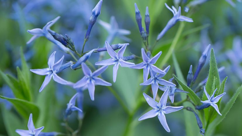 blue star flower amsonia