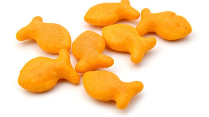 Goldfish