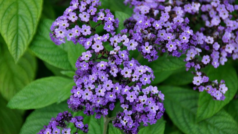 13 Heliotrope GettyImages-578690059