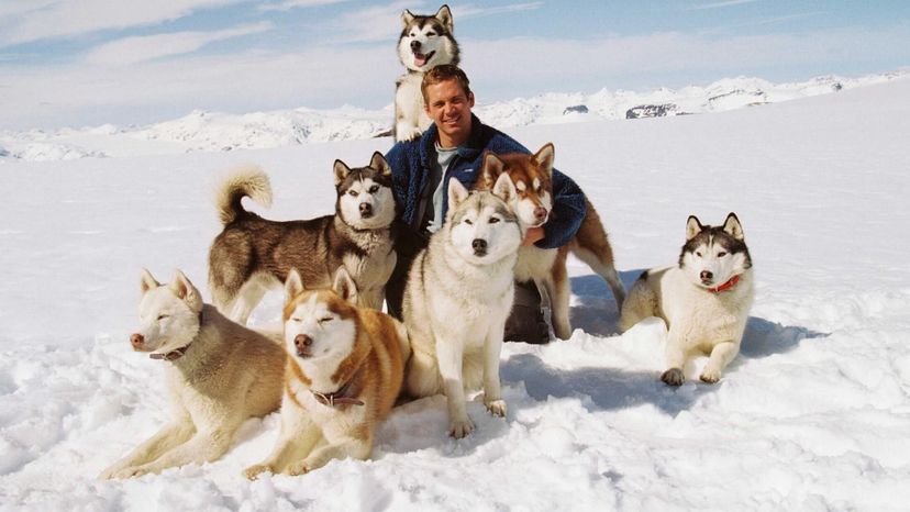 Eight Below