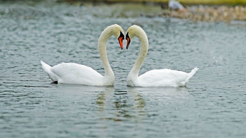 Mute Swans