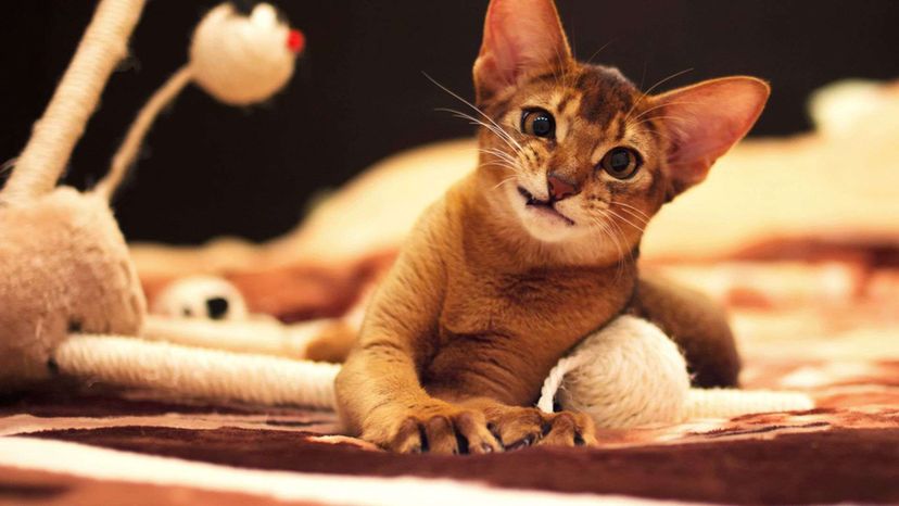 Abyssinian