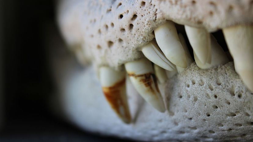 Q 01 Alligator teeth