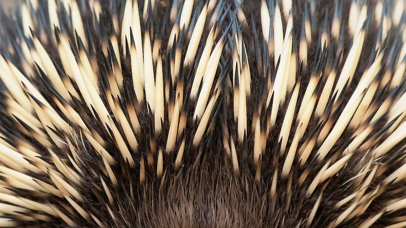 Echidna