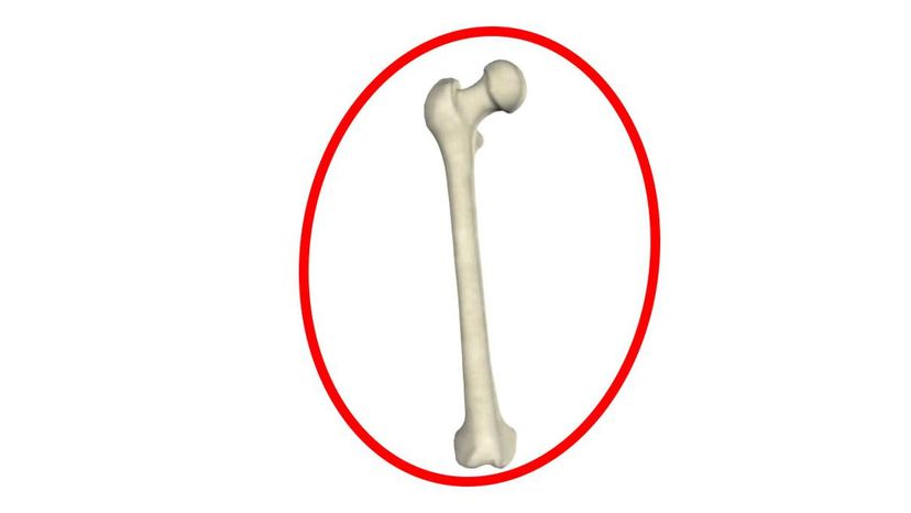 femur