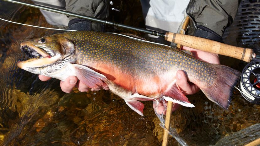 Brook trout