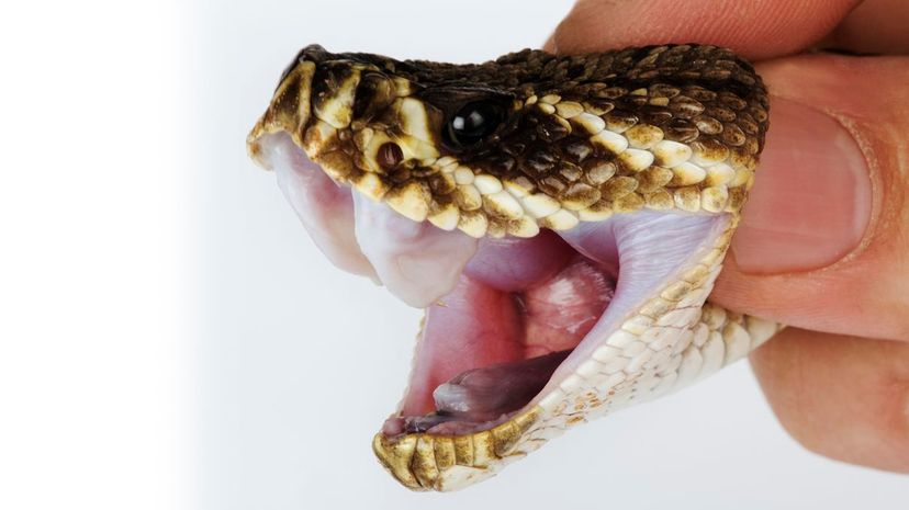 28 Snake head mouth open