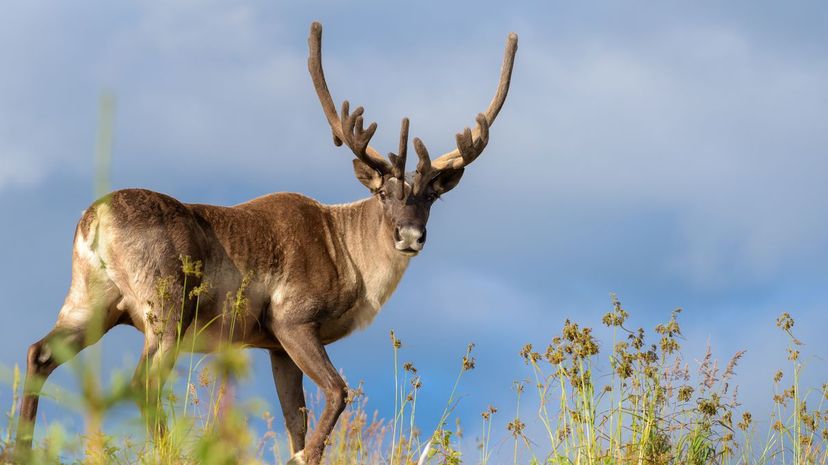 Caribou