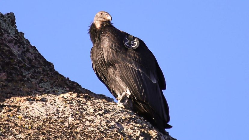 California Condor