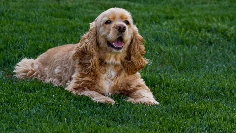 Cocker Spaniel