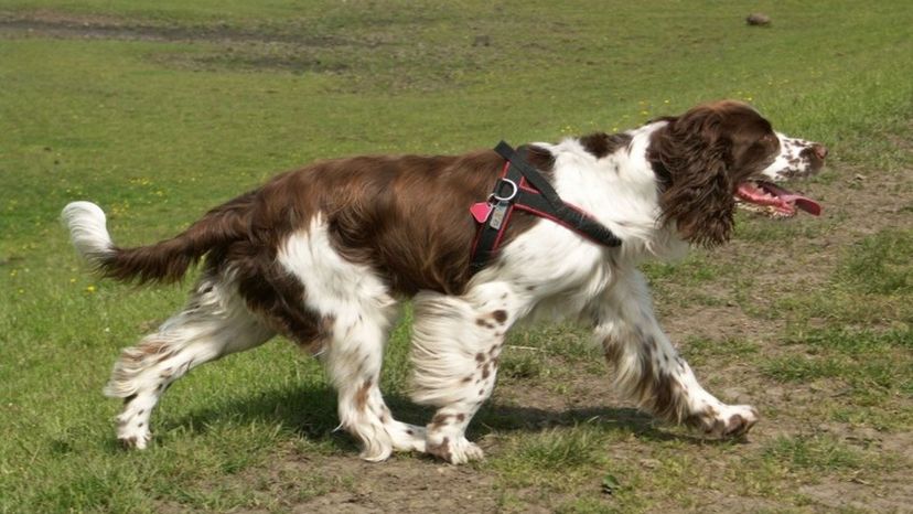 English-Springer-Spaniel