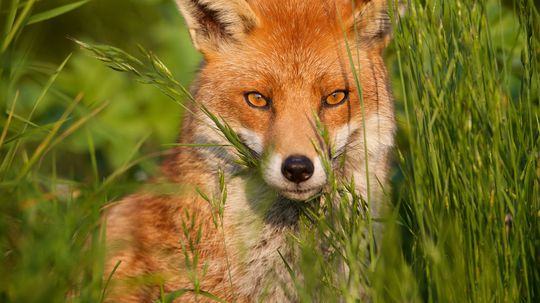 ¿Sabes si este animal es inofensivo o mortal?