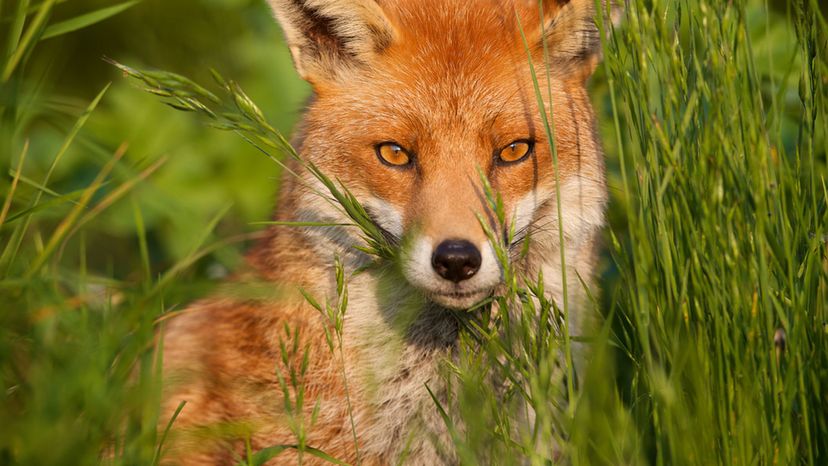 Cuánto sabes de los animales de ?El libro de la selva?? - National  Geographic en Español