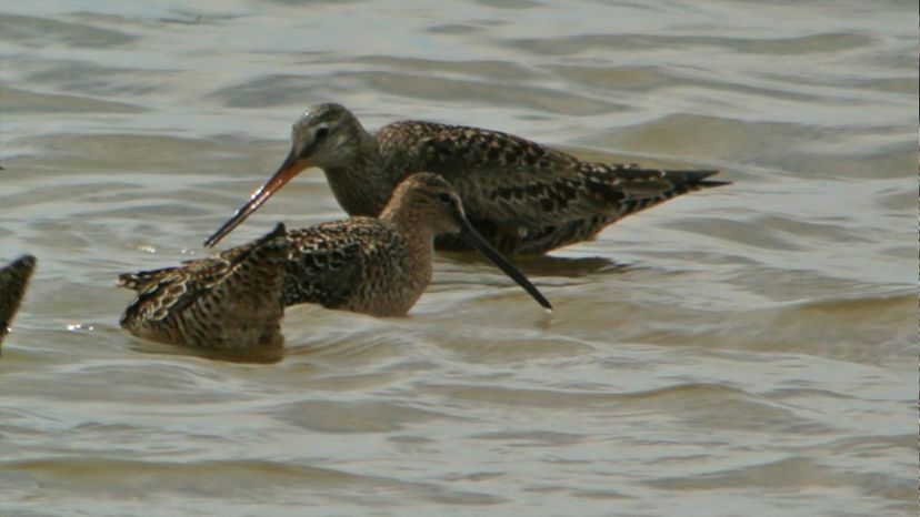 Hudsonian Godwit