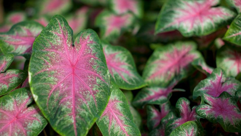 CALADIUM